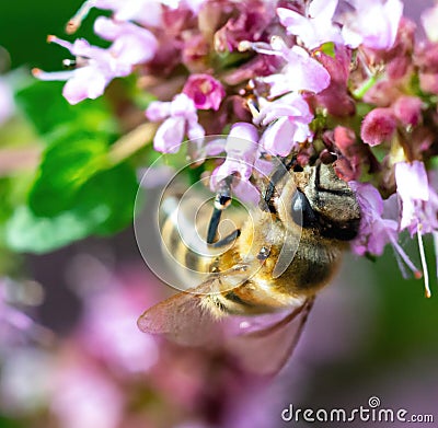 Image of macro of honeybee with detail perched on pink flower on green background Stock Photo