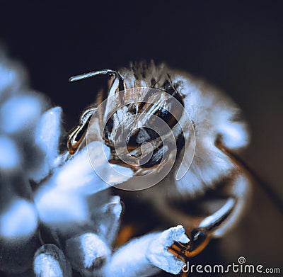 Image of macro of honeybee with detail perched on white flowers in background Stock Photo