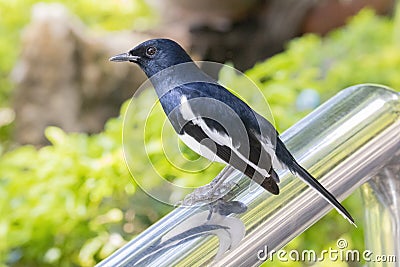 Image of a magpie perched. Stock Photo