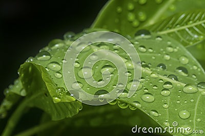 Many waterdrops on the surface of green leaves Stock Photo