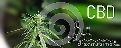 Image medicinal cannabis with extract oil of the formula CBD cannabinol, cannabidiol. Growing marijuana, hemp antioxidant products Stock Photo