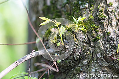 Image of a mossy tree trunk, likely from different angles or times, with close-up views showing early spring growth and Stock Photo
