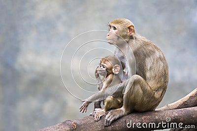 Image of mother monkey and baby monkey sitting. Stock Photo