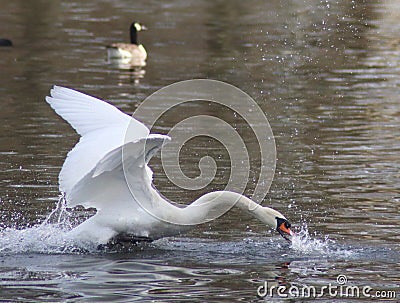 Mute swan flying across a lake Stock Photo