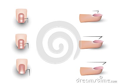 The image of the nails of the fingers. tutorial for learning manicure. vector illustration isolated on a white Vector Illustration