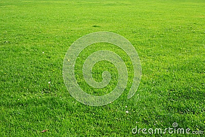 Natural green grass background texture Stock Photo