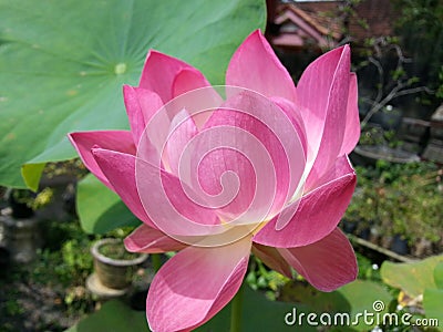 Nature Beautiful Lotus Flower Sri lankan Village Stock Photo