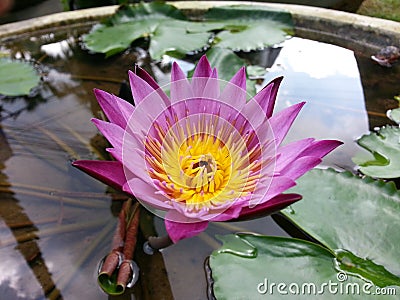 Natural Mix pink color Water Lily Flower of sri lanka Stock Photo