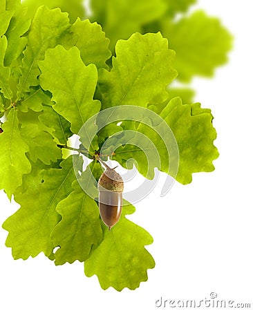 Image of oak leaves with acorn on a white background Stock Photo