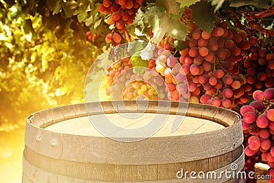 Image of old oak wine barrel in front of wine yard landscape. Useful for product display montage Stock Photo