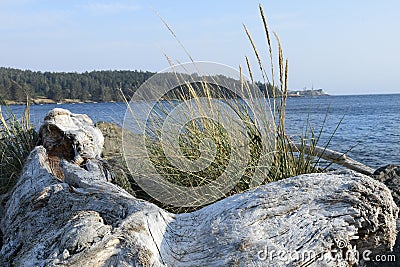 Old Drift Wood Log and Ocean View Stock Photo