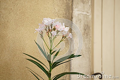 Oleander blossom plant Stock Photo