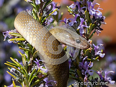 Image of an olive snake snake coiled around a bush of colorful flowers Stock Photo