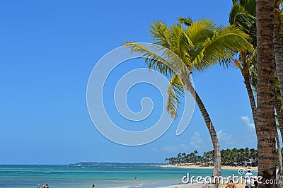 Palm tree on tropical beach Editorial Stock Photo