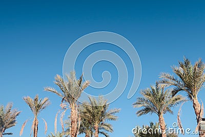 Palms against sky Stock Photo