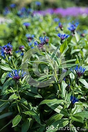 Perennial cornflower Stock Photo