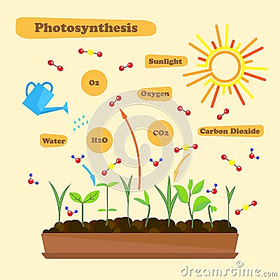 Image of photosynthesis Vector Illustration