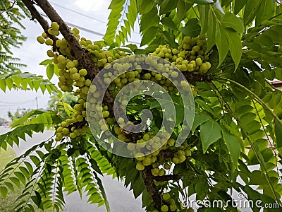 Phyllanthus acidus clusters of gooseberries sprouting from the stem. Stock Photo