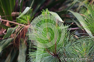 Image of pine branch in spring Thailand Stock Photo