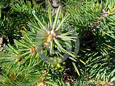 Image pine Stock Photo