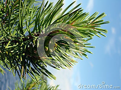 Image pine Stock Photo
