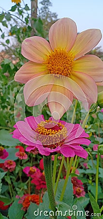 Image of a pink flower and pinked yellow flower Stock Photo