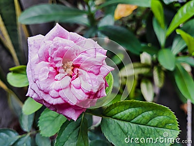 Pink little rose flower in a garden Stock Photo