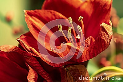 Image from the pistils of red Amaryllis Amaryllidaceae, plant genus St. Joseph`s lilies Hippeastrum Stock Photo