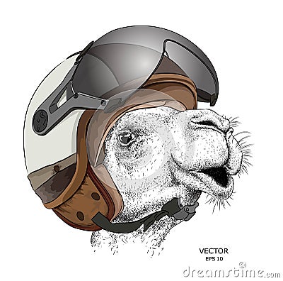 Image Portrait camel in motorcycle helmet. Vector illustration. Vector Illustration
