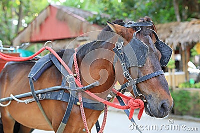 Portrait of workhorse Stock Photo