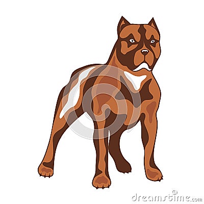 Dog of combative breed illustration. Vector Illustration