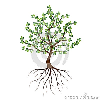 Green tree with roots on a white background. Vector Illustration