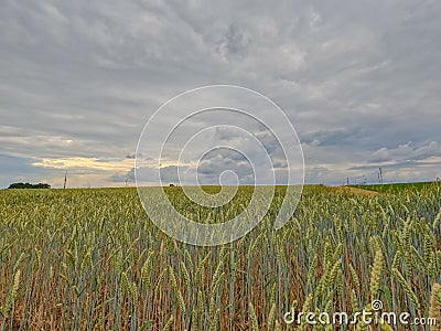 Amber Waves and Brooding Skies Stock Photo