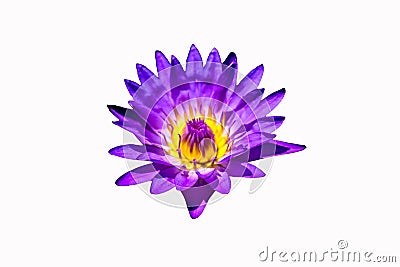 Beautiful Purple Waterlily Flower in White Background Stock Photo