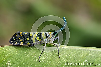 Image of Pyrops viridirostris Westwood, 1848. Stock Photo