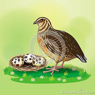 Image of quail and nest with quail eggs Vector Illustration
