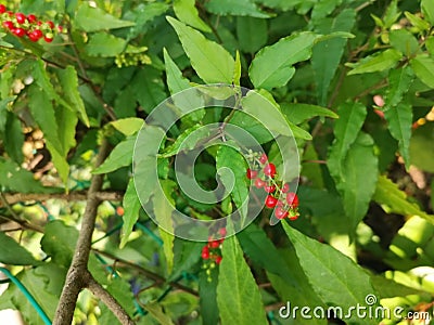 Red rivina humilis coralberry plant. Stock Photo