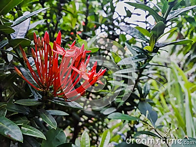 Red tiny santan flowers and buds Stock Photo