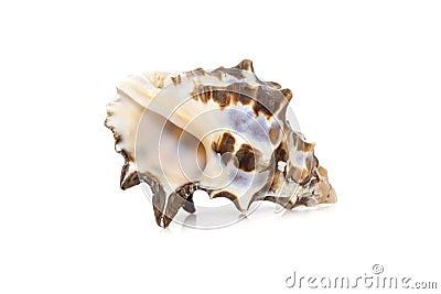 Image of reishia bitubercularis sea shells, common names bituberculate rock shell, bituberculate rock snail, chestnut rock shell Stock Photo