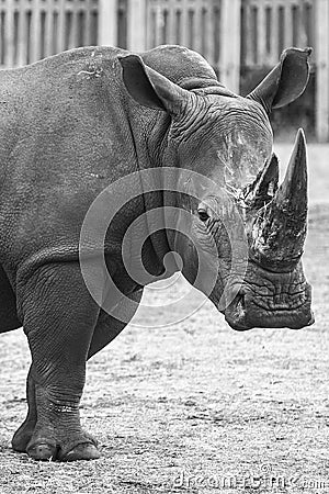 Rhinoceros Stock Photo