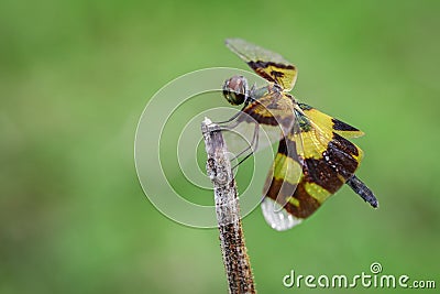 Image of a rhyothemis phyllis dragonflies on a tree branch. Stock Photo