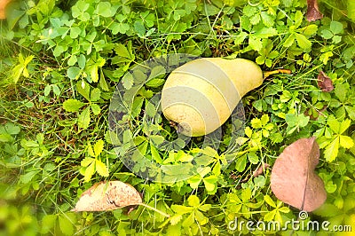 Image of ripe pear Stock Photo