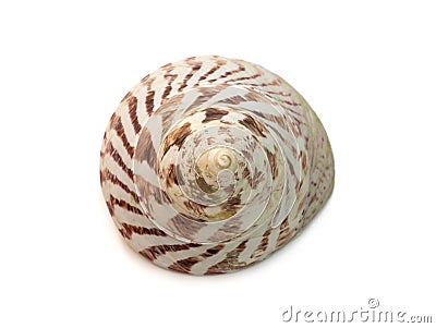 Image of Rochia nilotica, common name the commercial top shell, is a species of sea snail, a marine gastropod mollusk in the Stock Photo