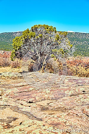 Rock with lichen with lone desert tree and hills in background Stock Photo