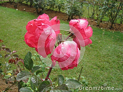 The image is rose in sri lanka. location is Haggala sri lanka Stock Photo