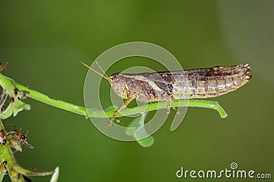 Image of rufous-legged grasshopper on nature background. Insect Stock Photo
