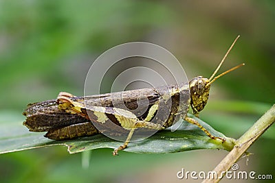 Image of Rufous-legged Grasshopper & x28;Xenocatantops humilis& x29; Stock Photo