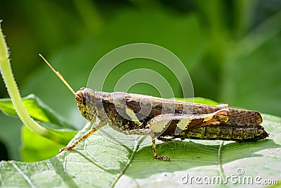 Image of Rufous-legged Grasshopper & x28;Xenocatantops humilis& x29; Stock Photo