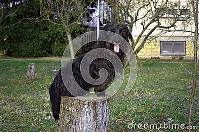 Black fluffy dog sitting on a stump. Stock Photo