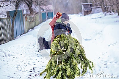 Two brothers carry a pine tree for the birth night. Two boys chose a tree to setting up a Christmas tree Stock Photo